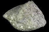Pyrite Replaced Brachiopod (Paraspirifer) - Ohio #89727-1